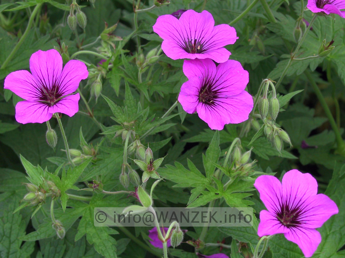 Geranium psilostemon Patricia.JPG